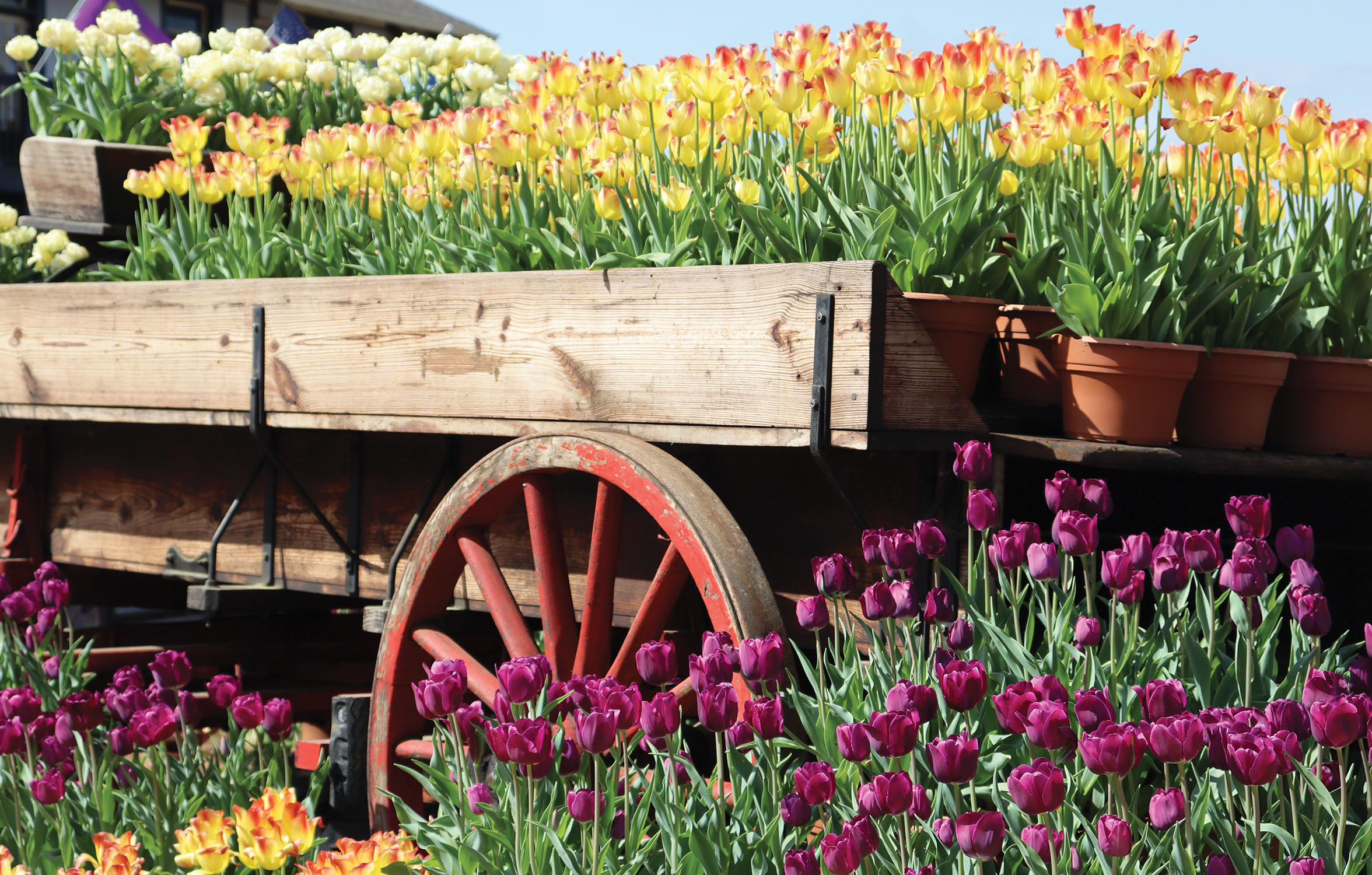 LSU AgCenter calendar photo search ends March 31 